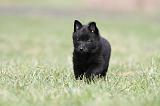 SCHIPPERKE 398